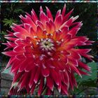 Dahlia "Akita".