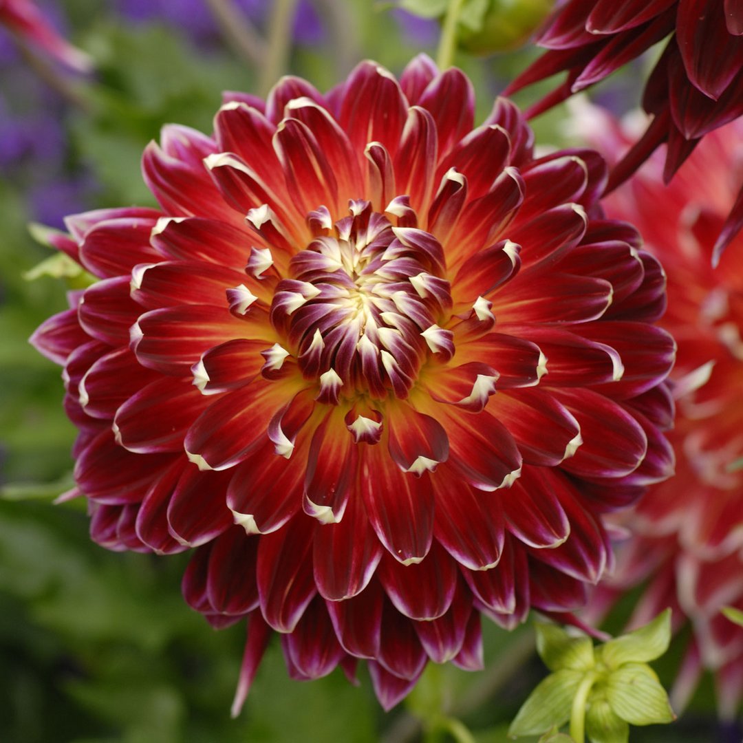 Dahlia 'Akita'