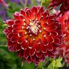 Dahlia 'Akita'