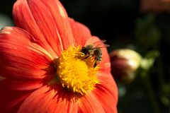 Dahlia and a bee