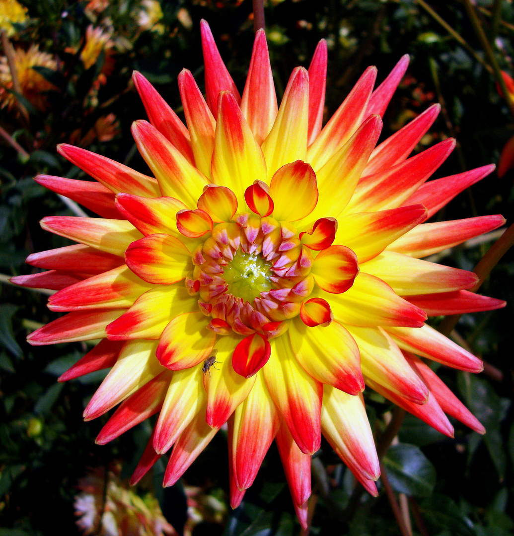 Dahlia au jardin botanique de Rouen