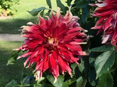 Dahlia 'Autumn Sunburst'