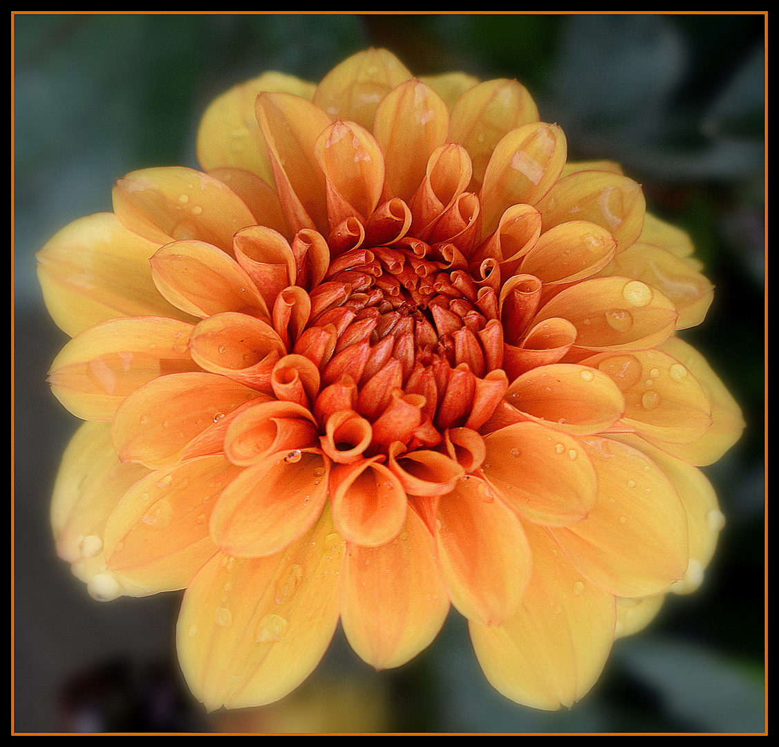 dahlia