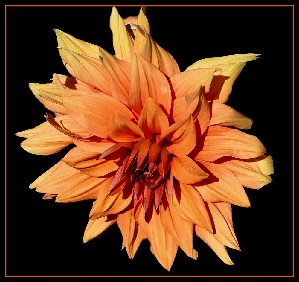 dahlia