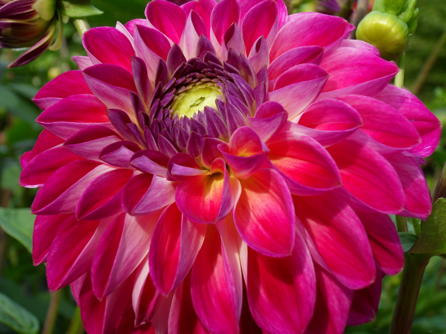 Dahlia