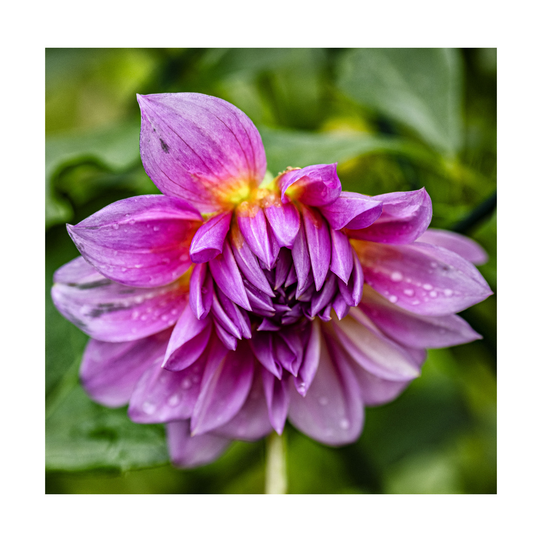 Dahlia bagnata