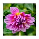 Dahlia bagnata