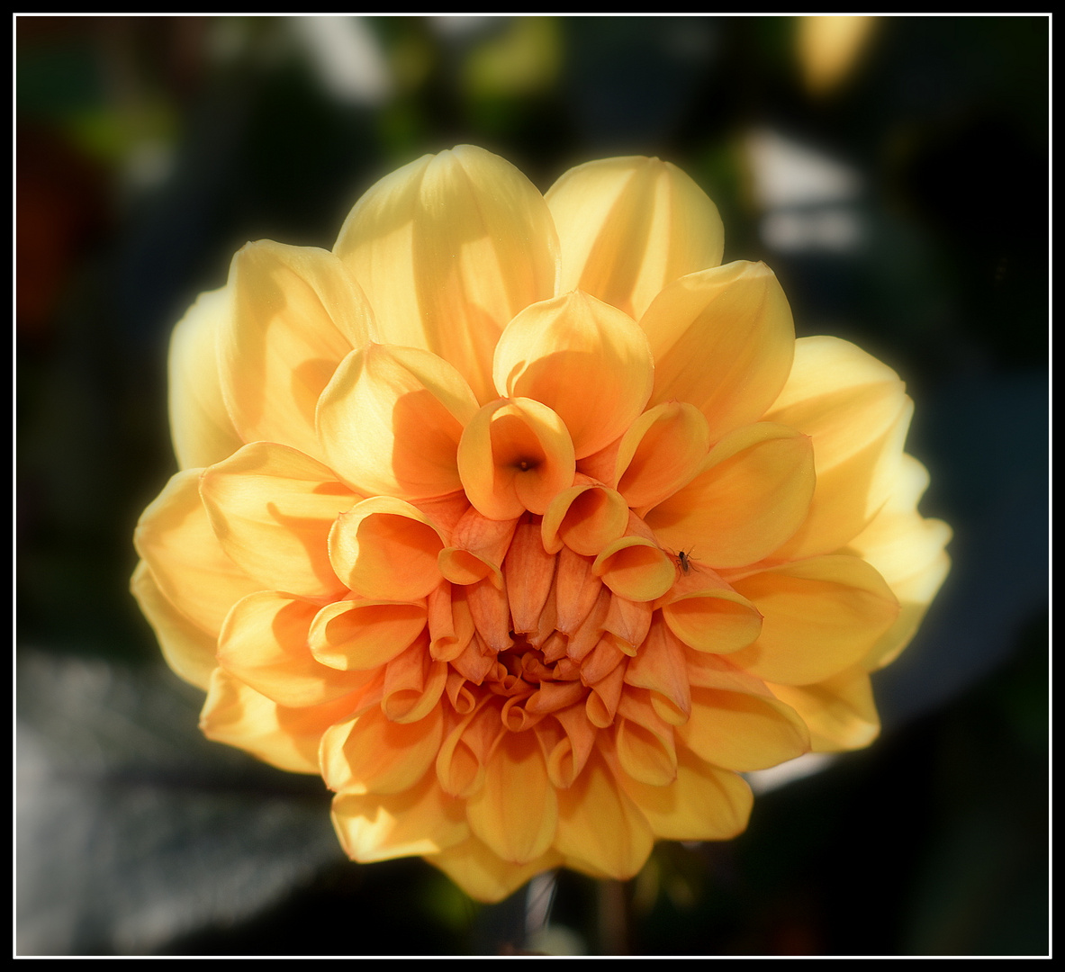 dahlia