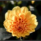 dahlia