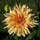 Dahlia 'Biedermannsdorf'