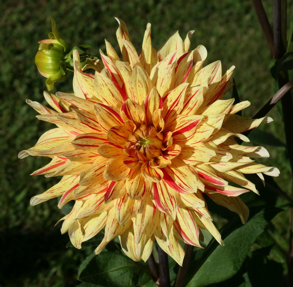 Dahlia 'Biedermannsdorf'