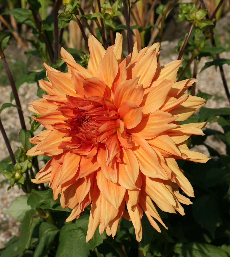 Dahlia 'Bill Holmberg'