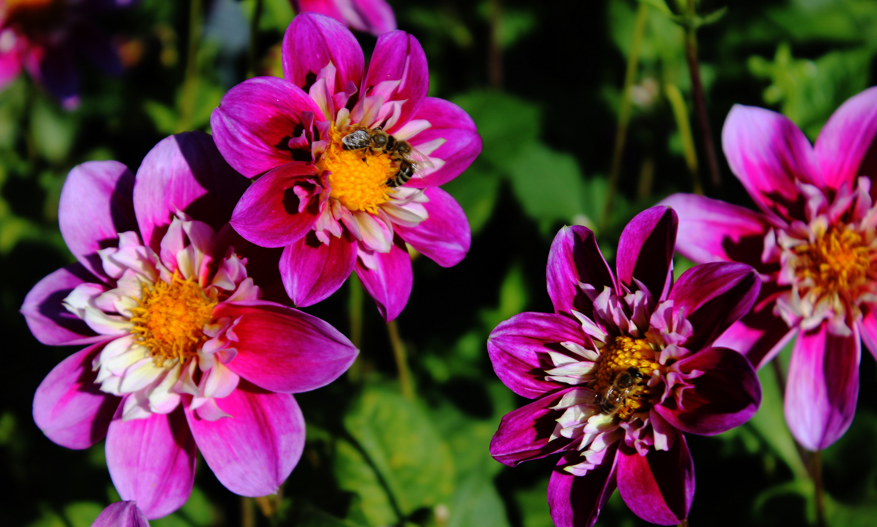 Dahlia Blütenmeer Halskrause-Dahlie