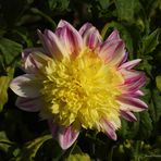 Dahlia: Boogie Woogie