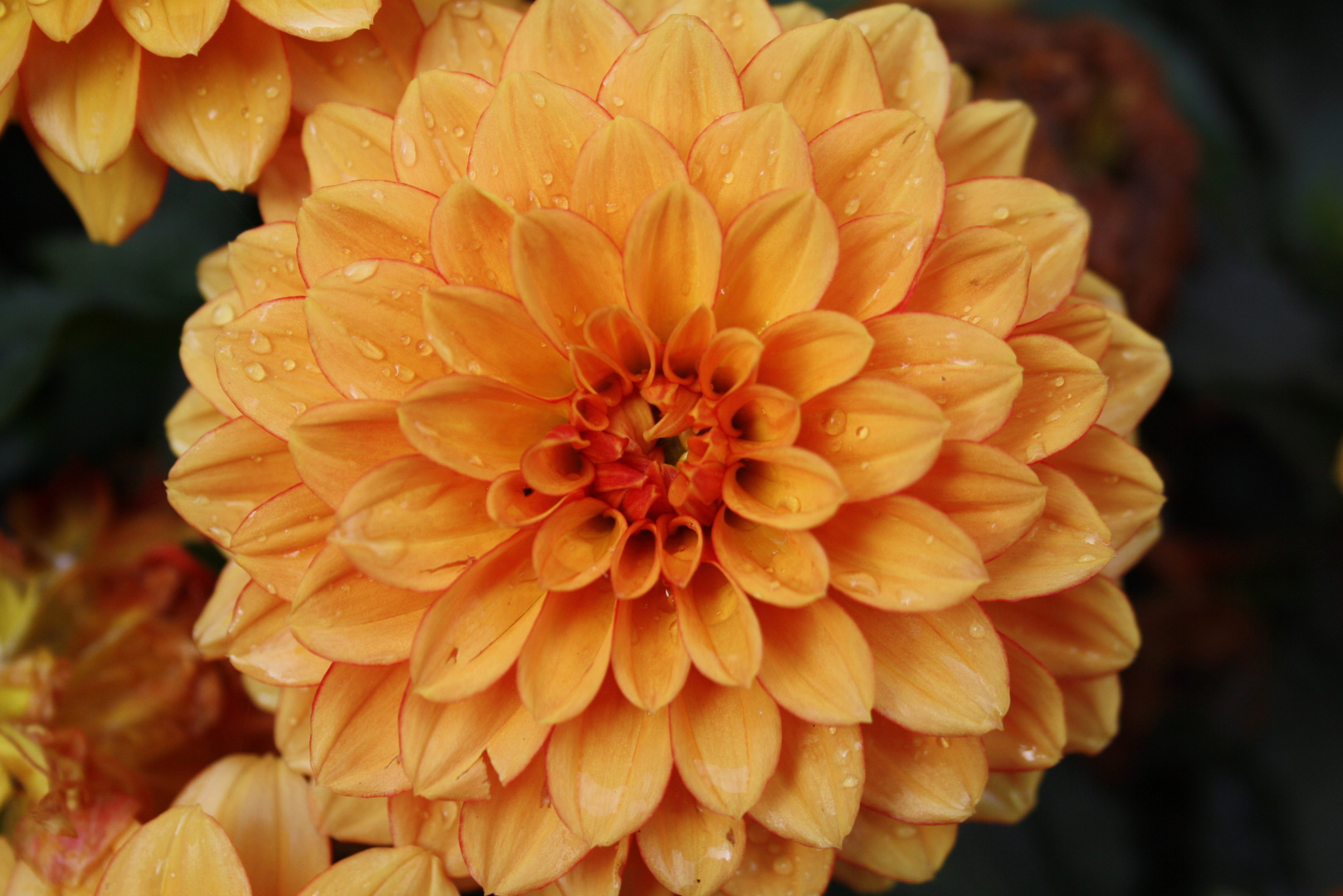 Dahlia