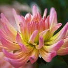 Dahlia 