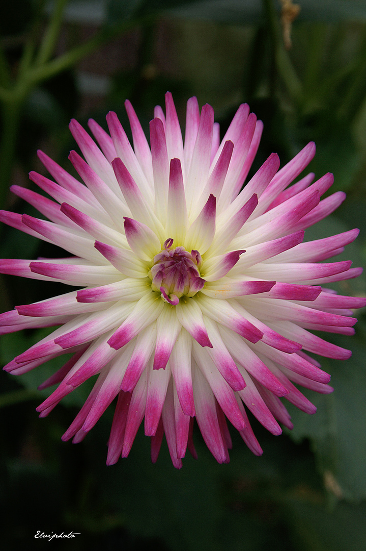 dahlia cactus 