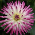 dahlia cactus 