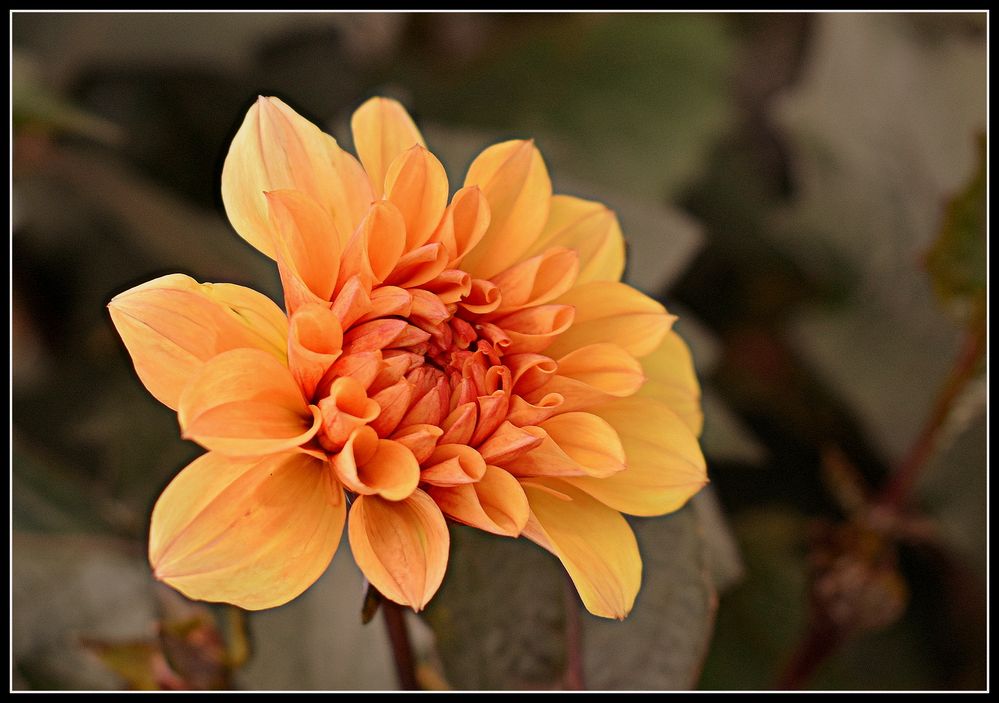 dahlia