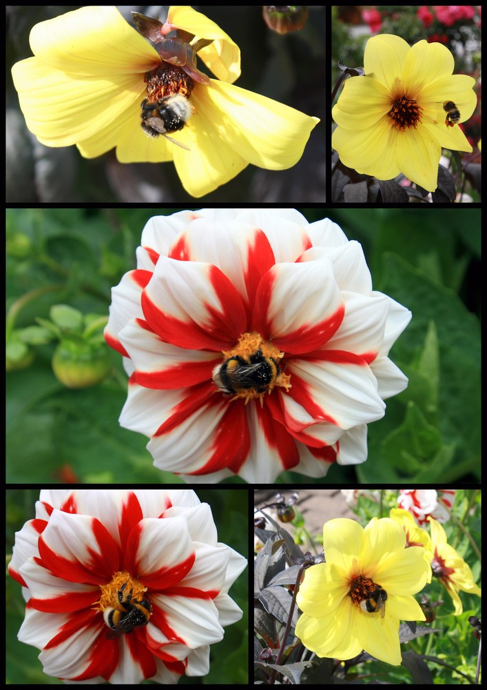 dahlia collage