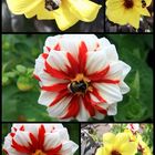 dahlia collage