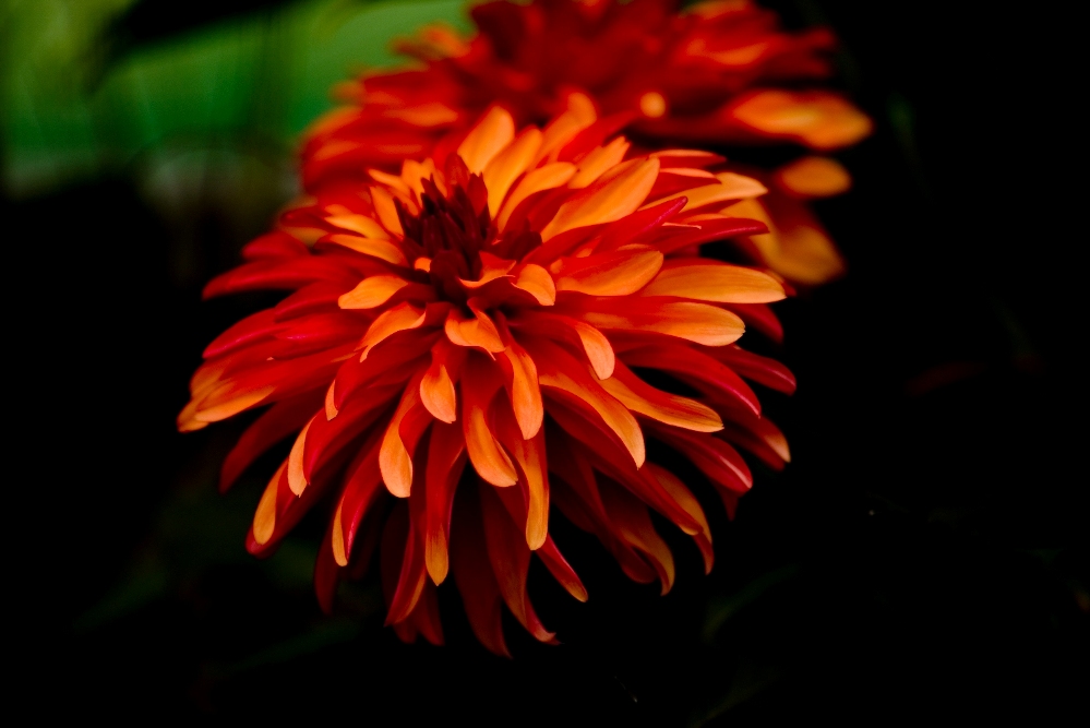 Dahlia Cultivars