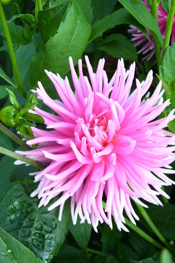 Dahlia Cultivars