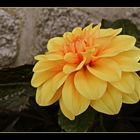 dahlia