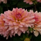 Dahlia - Dahlie - Georgine