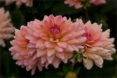 Dahlia - Dahlie - Georgine