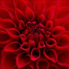 Dahlia - Dahlie - Georgine....