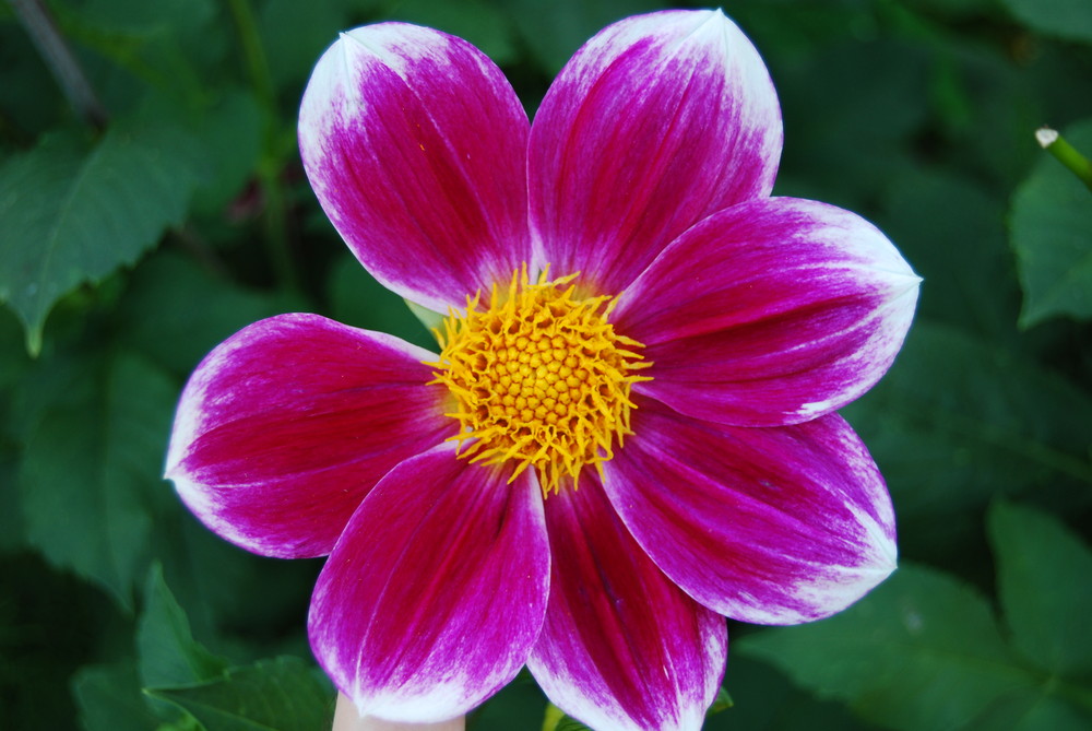 Dahlia de Marchezais