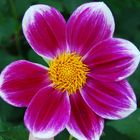 Dahlia de Marchezais