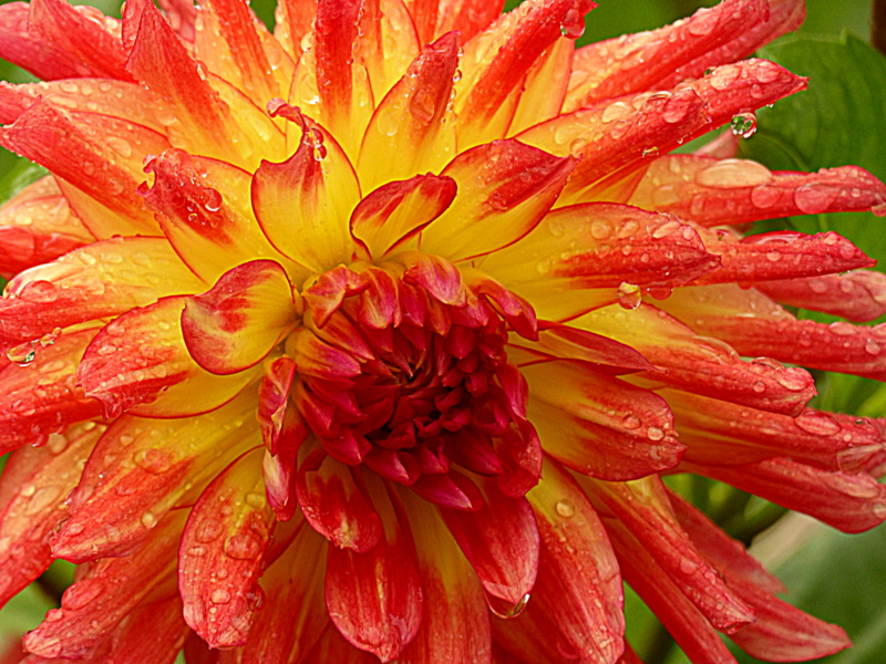 dahlia de mon jardin