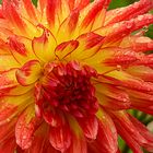 dahlia de mon jardin