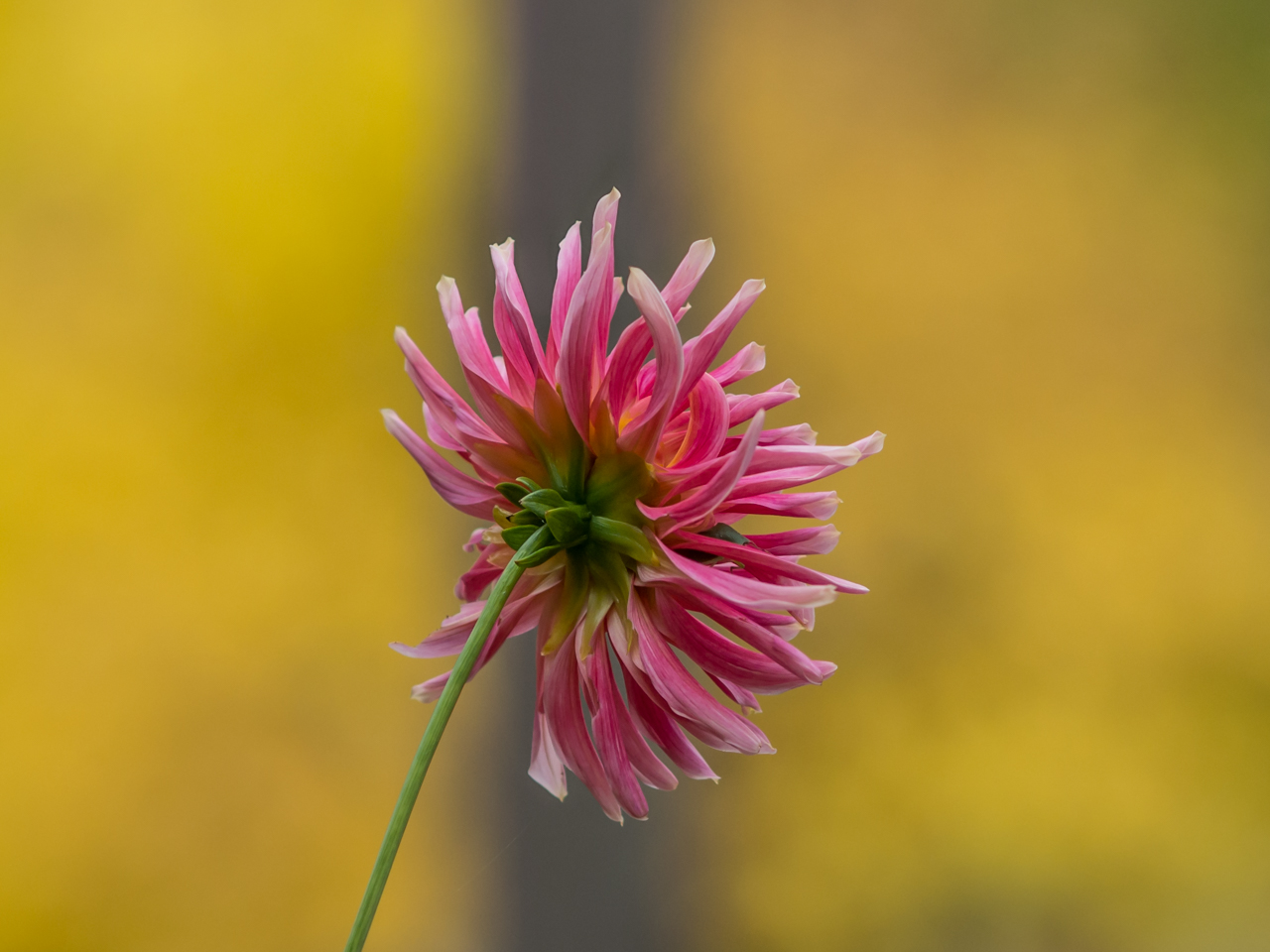 dahlia devant un poteau téléphonique...