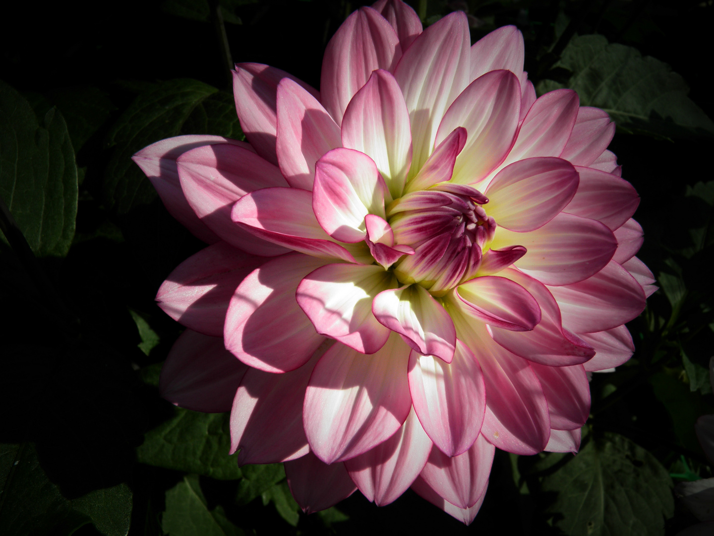 Dahlia du soir