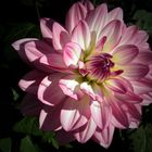 Dahlia du soir