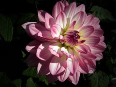 Dahlia du soir