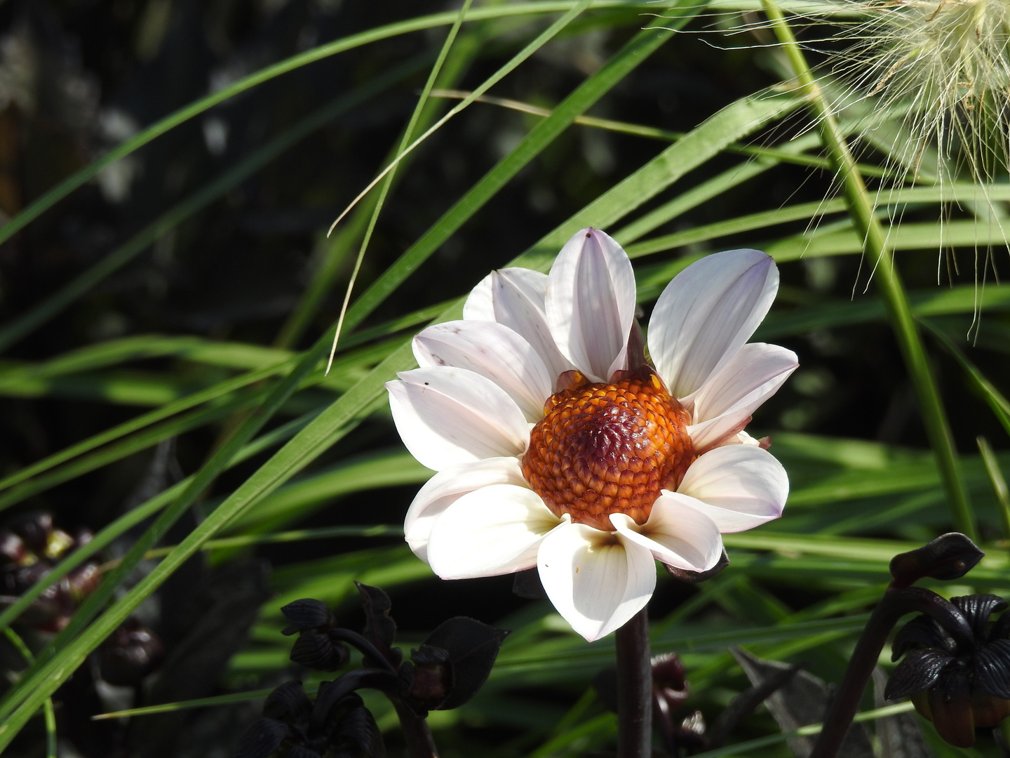 Dahlia duplex