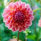 Dahlia