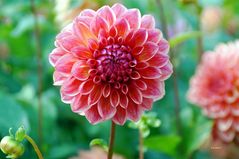 Dahlia