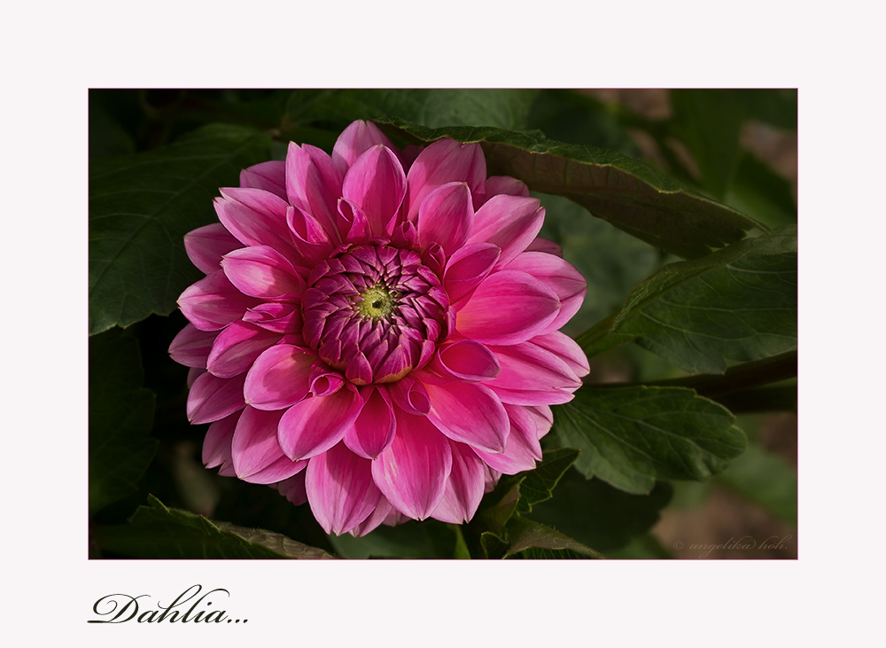 Dahlia....