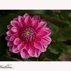 Dahlia....