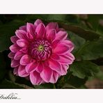 Dahlia....