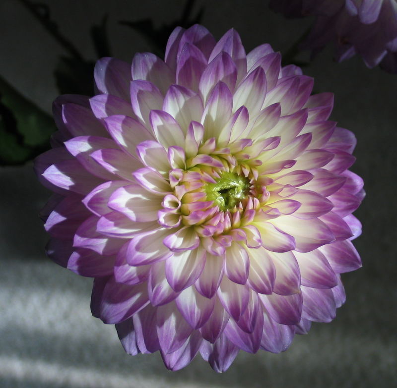 Dahlia