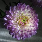 Dahlia