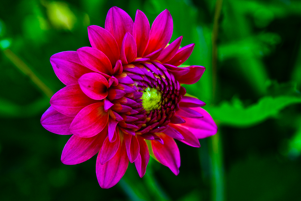 Dahlia