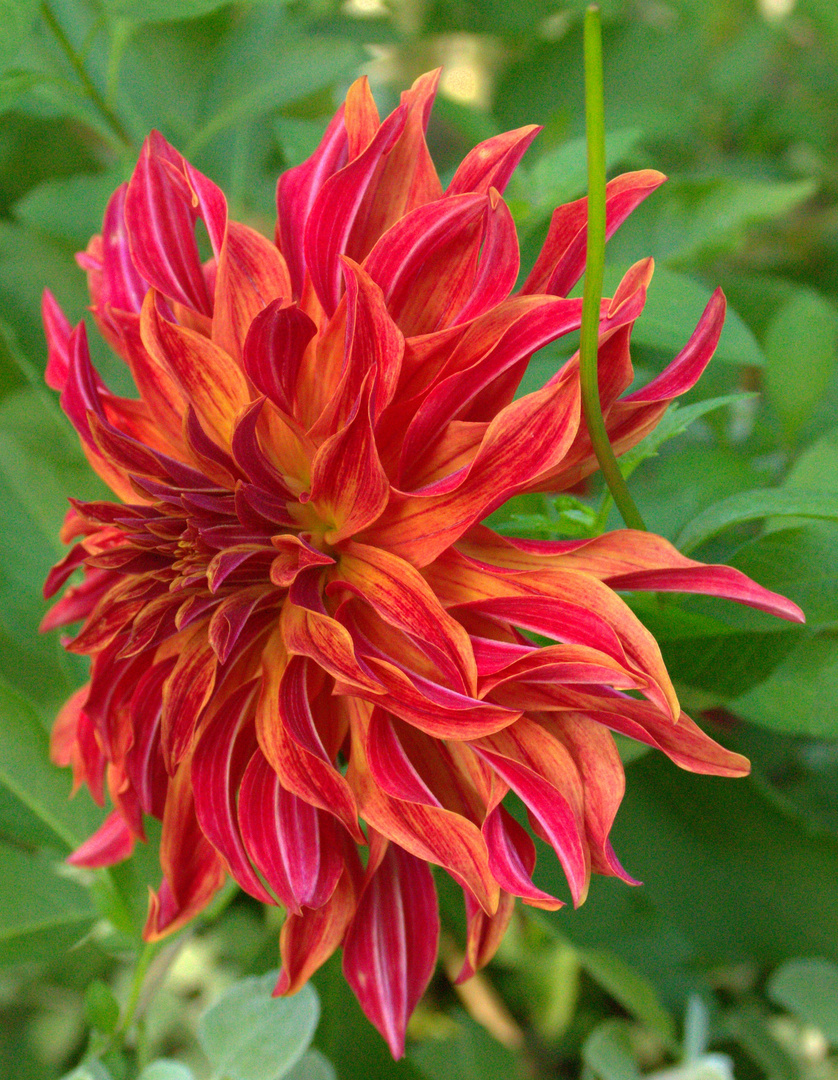 Dahlia en feu.