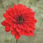 DAHLIA